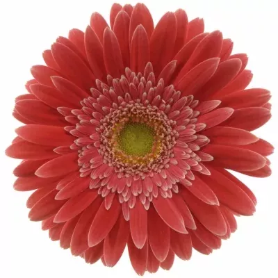 Gerbera GR HOOPER 10cm