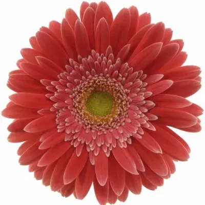 Gerbera GR HOOPER 10cm