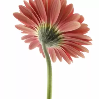 Gerbera GR HOOPER 10cm