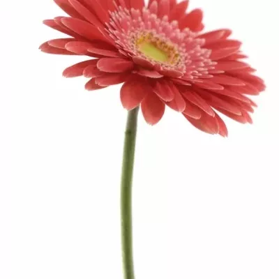 Gerbera GR HOOPER 10cm