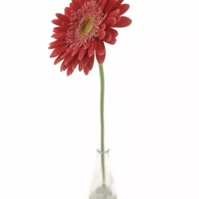 Gerbera GR HOOPER 10cm