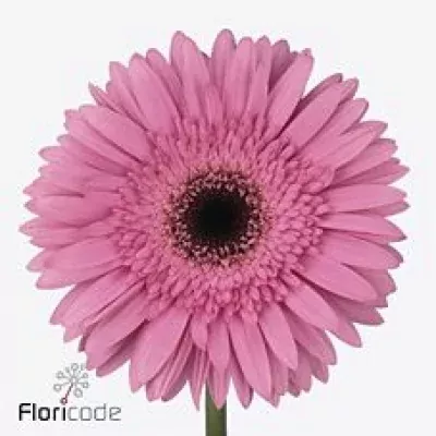 Gerbera GR HOPE