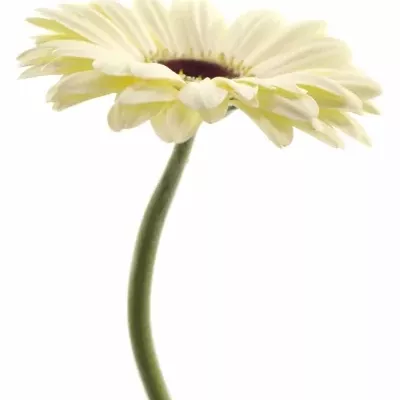 Gerbera GR ICE QUEEN 10cm