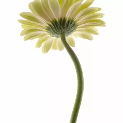 Gerbera GR ICE QUEEN 10cm