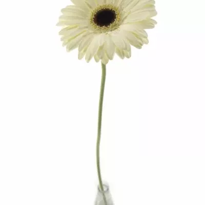 Gerbera GR ICEBERG 10cm