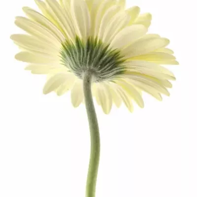 Gerbera GR ICEBERG 10cm