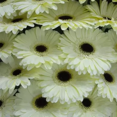 Gerbera GR ICEBERG 10cm