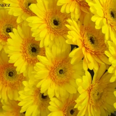 Gerbera GR INDIAN SUMMER 10cm