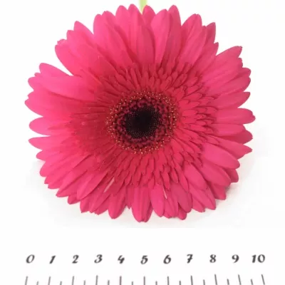 Gerbera GR INTENSE 10cm