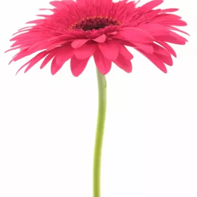 Gerbera GR INTENSE 10cm