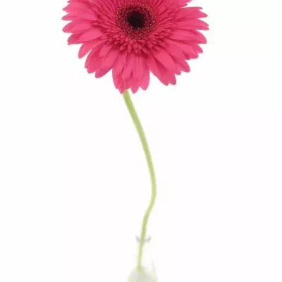 Gerbera GR INTENSE 10cm