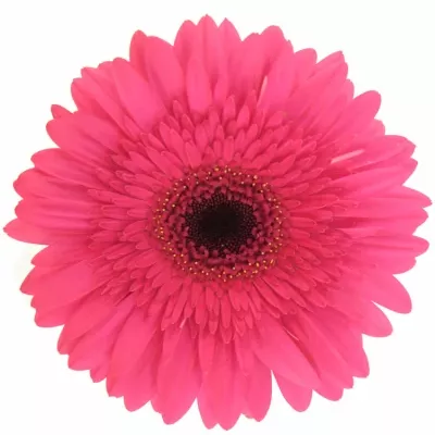 Gerbera GR INTENSE 10cm