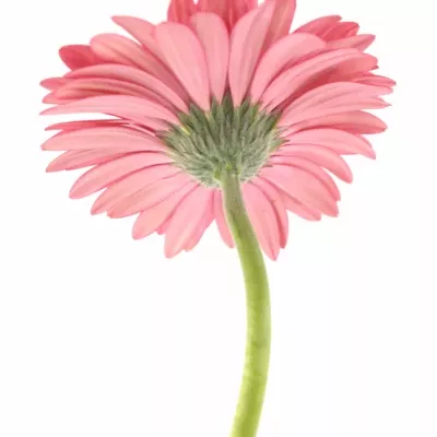 Gerbera GR INTENSE 10cm