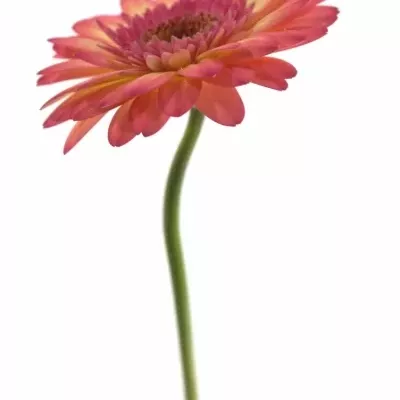 Gerbera GR ITSAPARTY