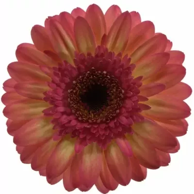 Gerbera GR ITSAPARTY