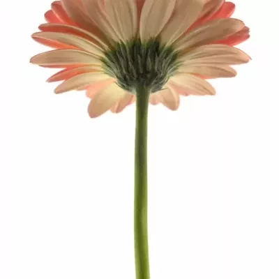 Gerbera GR ITSAPARTY