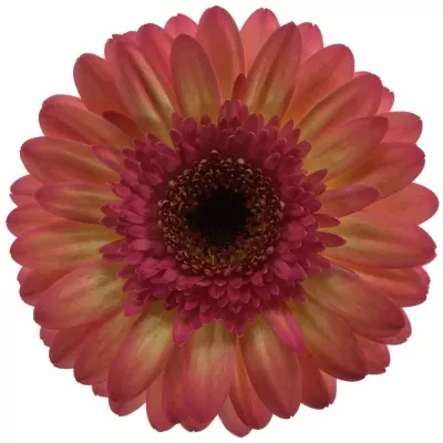 Gerbera GR ITSAPARTY