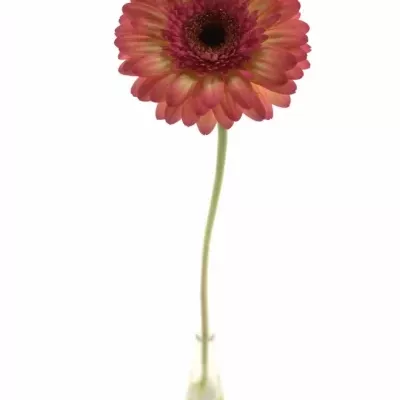 Gerbera GR ITSAPARTY