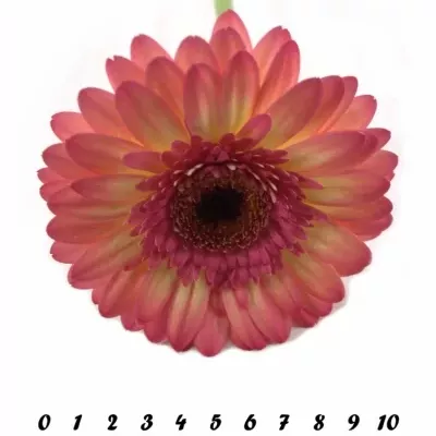 Gerbera GR ITSAPARTY