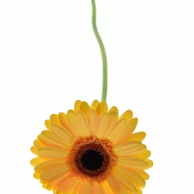 Gerbera GR JETSET 10cm