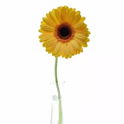 Gerbera GR JETSET 10cm