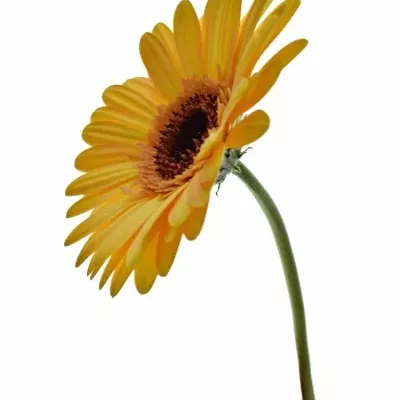 Gerbera GR JETSET 10cm