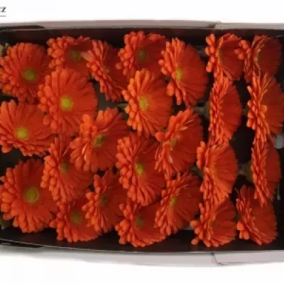 GERBERA GR KINGSLEY