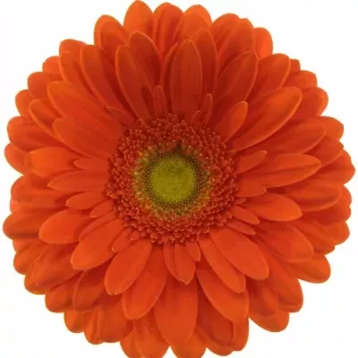 GERBERA GR KINGSLEY