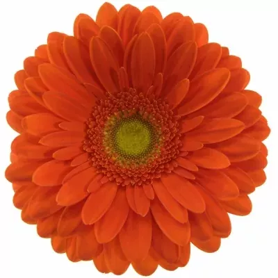 GERBERA GR KINGSLEY