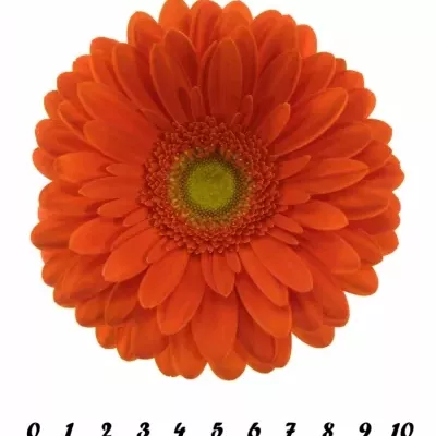 GERBERA GR KINGSLEY