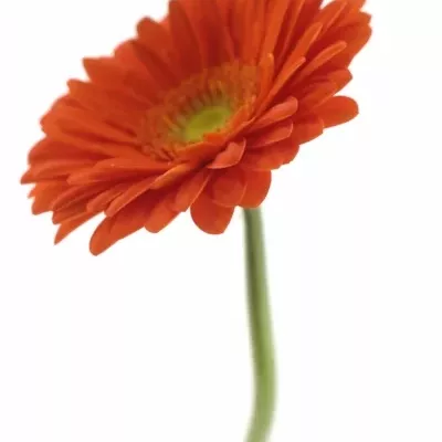 GERBERA GR KINGSLEY