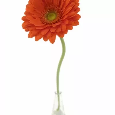 GERBERA GR KINGSLEY