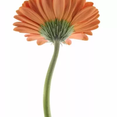 GERBERA GR KINGSLEY