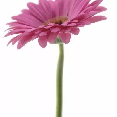 Gerbera GR LADY RICH 10cm