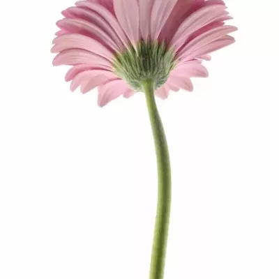 Gerbera GR LADY RICH 10cm