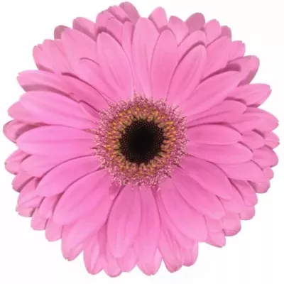 Gerbera GR LADY RICH 10cm