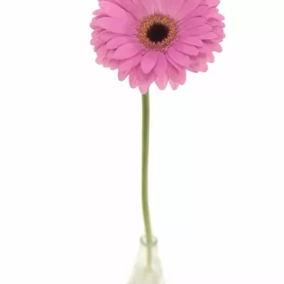 Gerbera GR LADY RICH 10cm