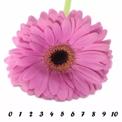 Gerbera GR LADY RICH 10cm