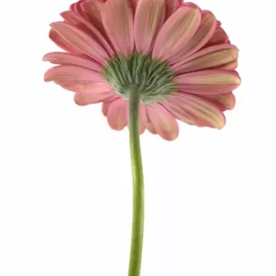 Gerbera GR LANDMARK