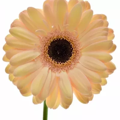 GERBERA GR LAUREEN 10cm