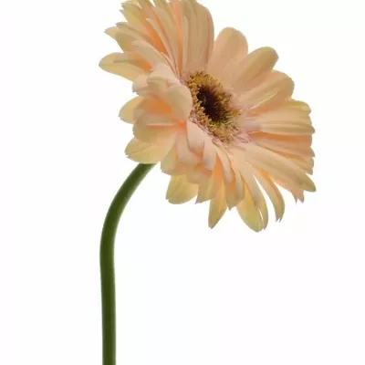 GERBERA GR LAUREEN 10cm