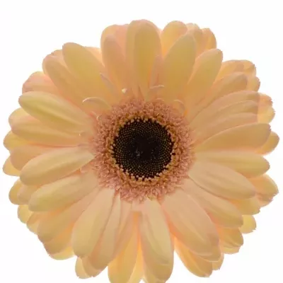 GERBERA GR LAUREEN 10cm