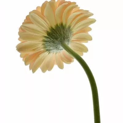 GERBERA GR LAUREEN 10cm