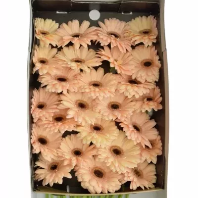 GERBERA GR LAUREEN 10cm