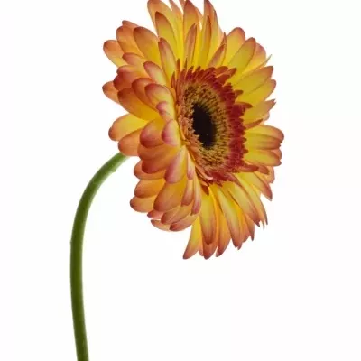 Gerbera GR LEMONADE 10cm