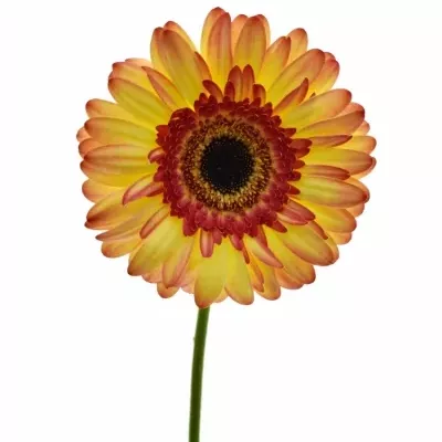 Gerbera GR LEMONADE 10cm