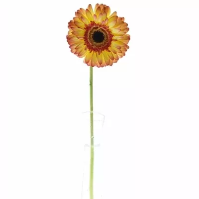 Gerbera GR LEMONADE 10cm