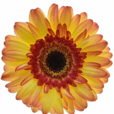 Gerbera GR LEMONADE 10cm