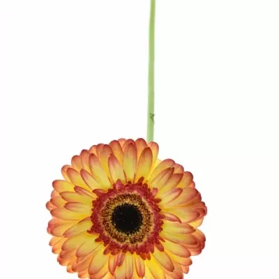 Gerbera GR LEMONADE 10cm