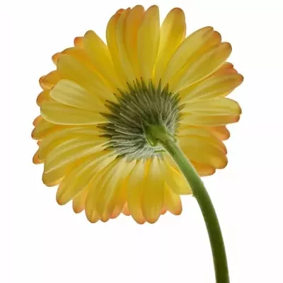 Gerbera GR LEMONADE 10cm